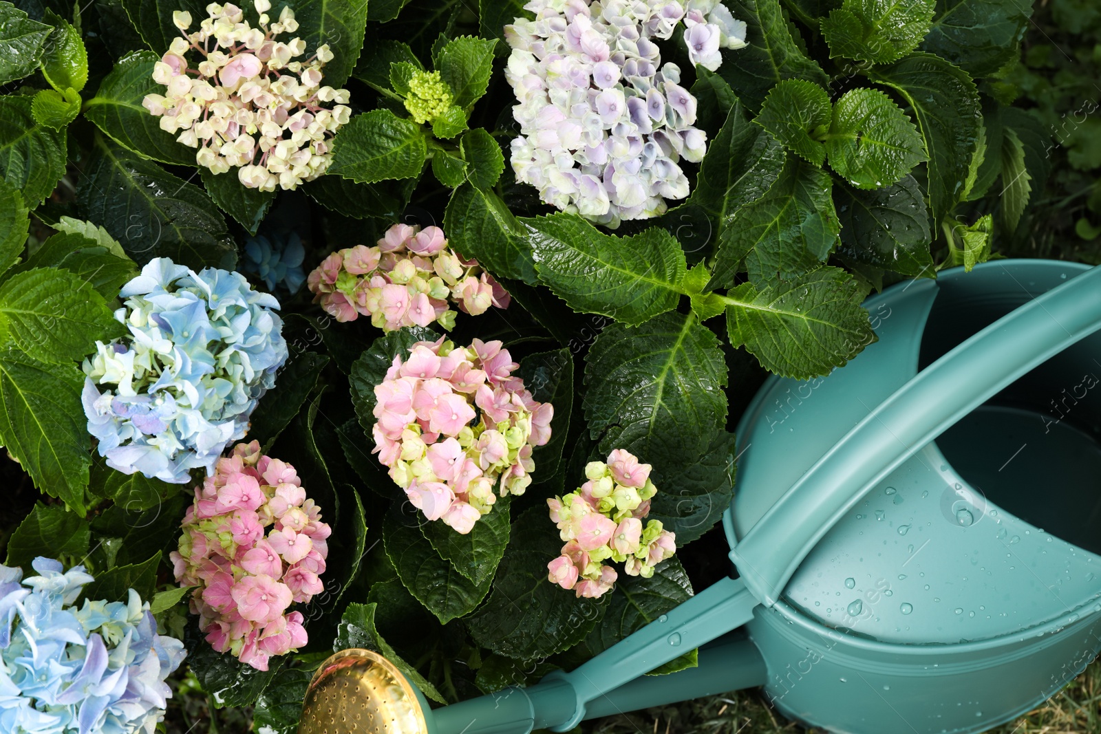 Watering can near beautiful blooming hortensia plants in garden Photo of Watering can near beautiful blooming hortensia plants in garden