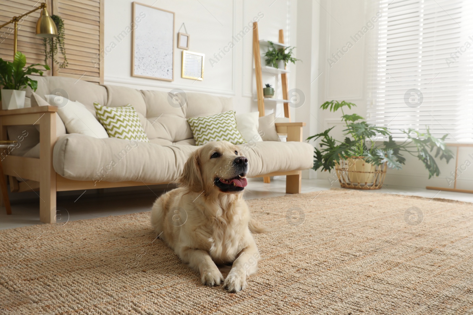 Adorable Golden Retriever dog in living room Photo of Adorable Golden Retriever dog in living room
