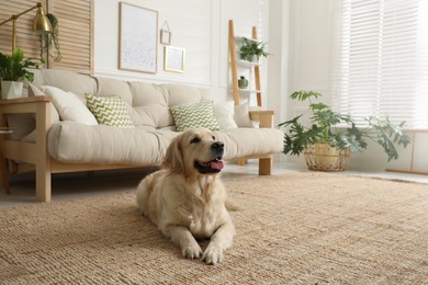 Adorable Golden Retriever dog in living room Photo of Adorable Golden Retriever dog in living room