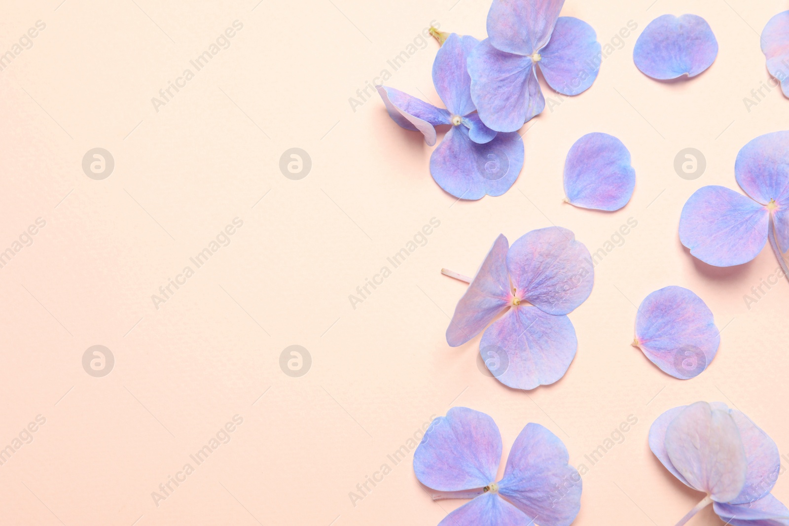 Beautiful hortensia flowers on pale light beige background, flat lay. Space for text Photo of Beautiful hortensia flowers on pale light beige background, flat lay. Space for text
