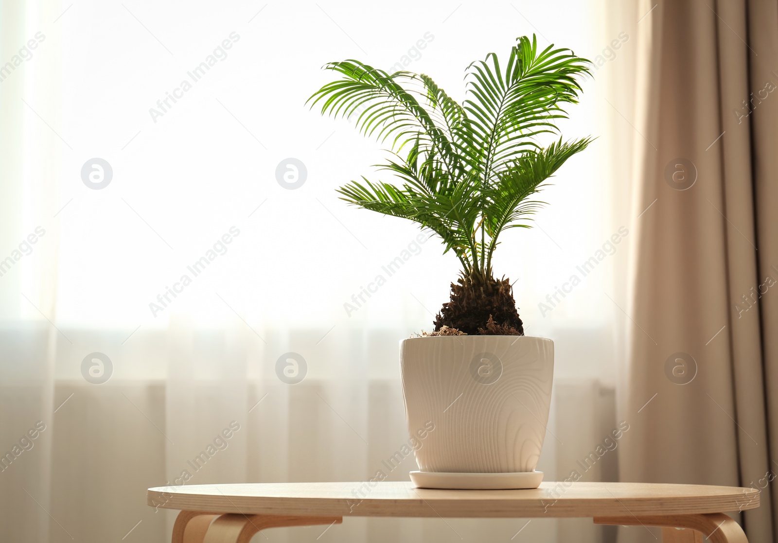Flowerpot with tropical palm on table against window indoors Photo of Flowerpot with tropical palm on table against window indoors