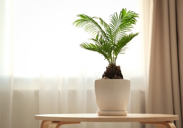 Flowerpot with tropical palm on table against window indoors Photo of Flowerpot with tropical palm on table against window indoors