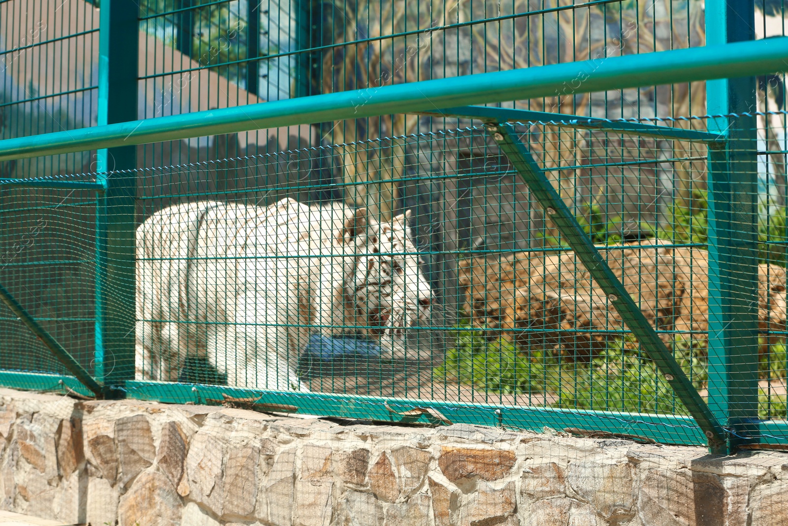 Bengal white tiger at enclosure in zoo on sunny day Photo of Bengal white tiger at enclosure in zoo on sunny day