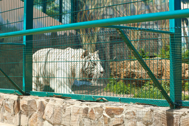 Bengal white tiger at enclosure in zoo on sunny day Photo of Bengal white tiger at enclosure in zoo on sunny day
