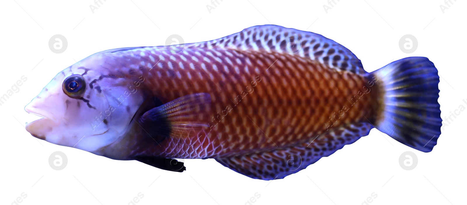 Beautiful bright tropical fish on white background Image of Beautiful bright tropical fish on white background