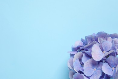 Beautiful hortensia flowers on light blue background, top view. Space for text Photo of Beautiful hortensia flowers on light blue background, top view. Space for text