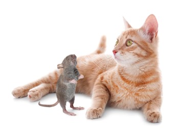 Cute yellow tabby cat and rat on white background. Lovely pets Image of Cute yellow tabby cat and rat on white background. Lovely pets