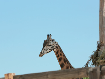 Rothschild giraffe at enclosure in zoo on sunny day Photo of Rothschild giraffe at enclosure in zoo on sunny day