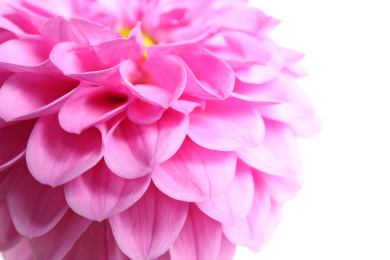 Beautiful pink dahlia flower on white background, closeup view Photo of Beautiful pink dahlia flower on white background, closeup view
