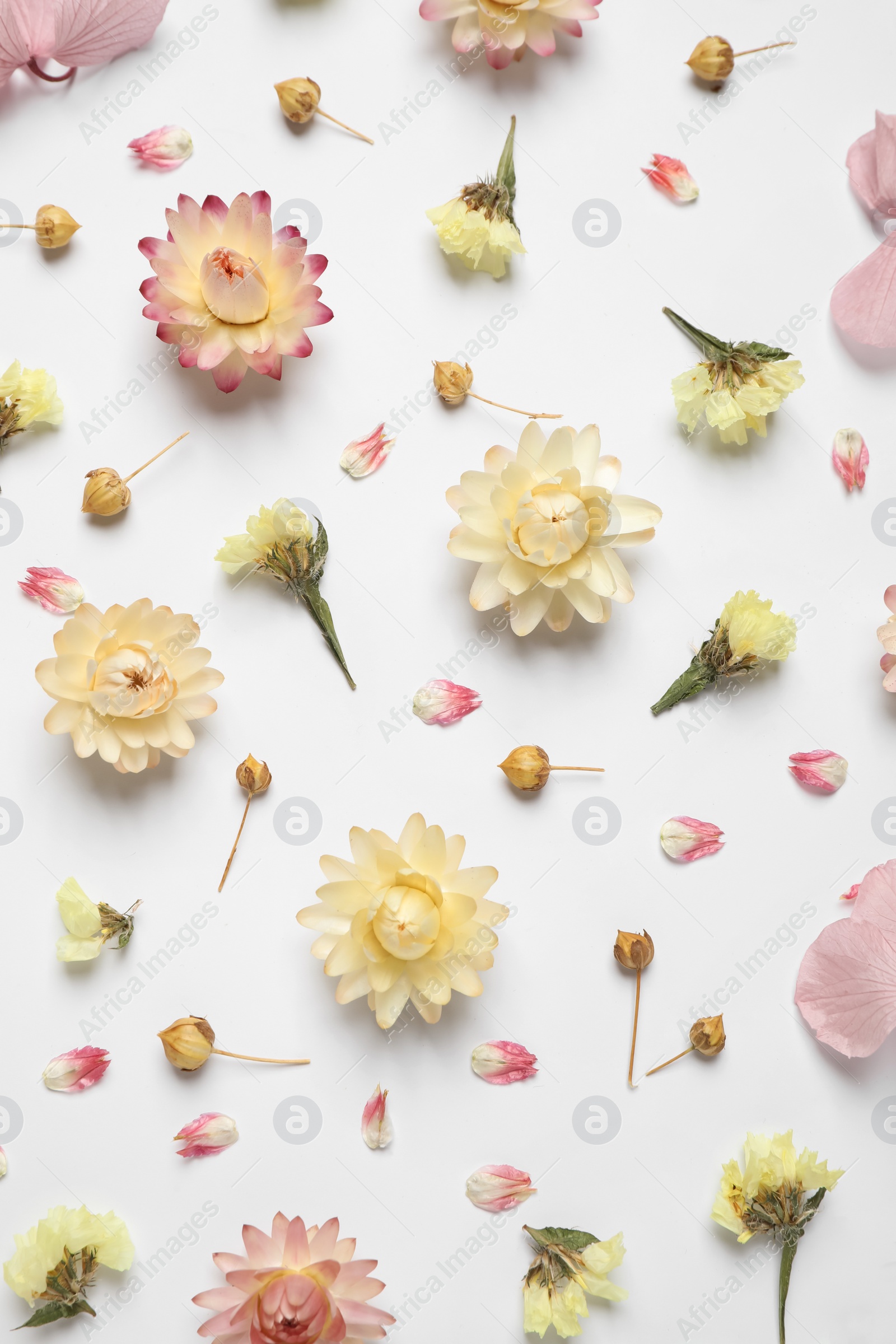 Beautiful fresh and dry flowers on white background, flat lay Photo of Beautiful fresh and dry flowers on white background, flat lay
