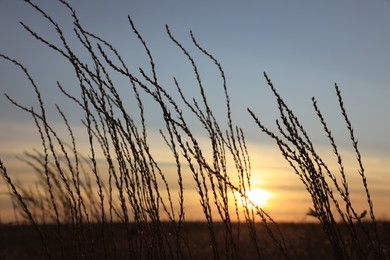 Beautiful plants in field at sunrise. Early morning landscape Photo of Beautiful plants in field at sunrise. Early morning landscape