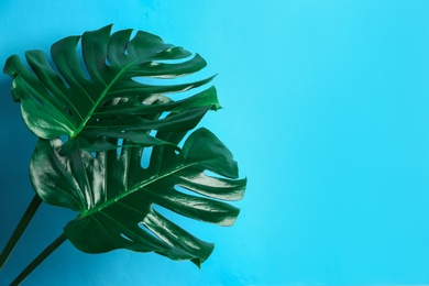 Beautiful monstera leaves on light blue background, space for text. Tropical plant Photo of Beautiful monstera leaves on light blue background, space for text. Tropical plant