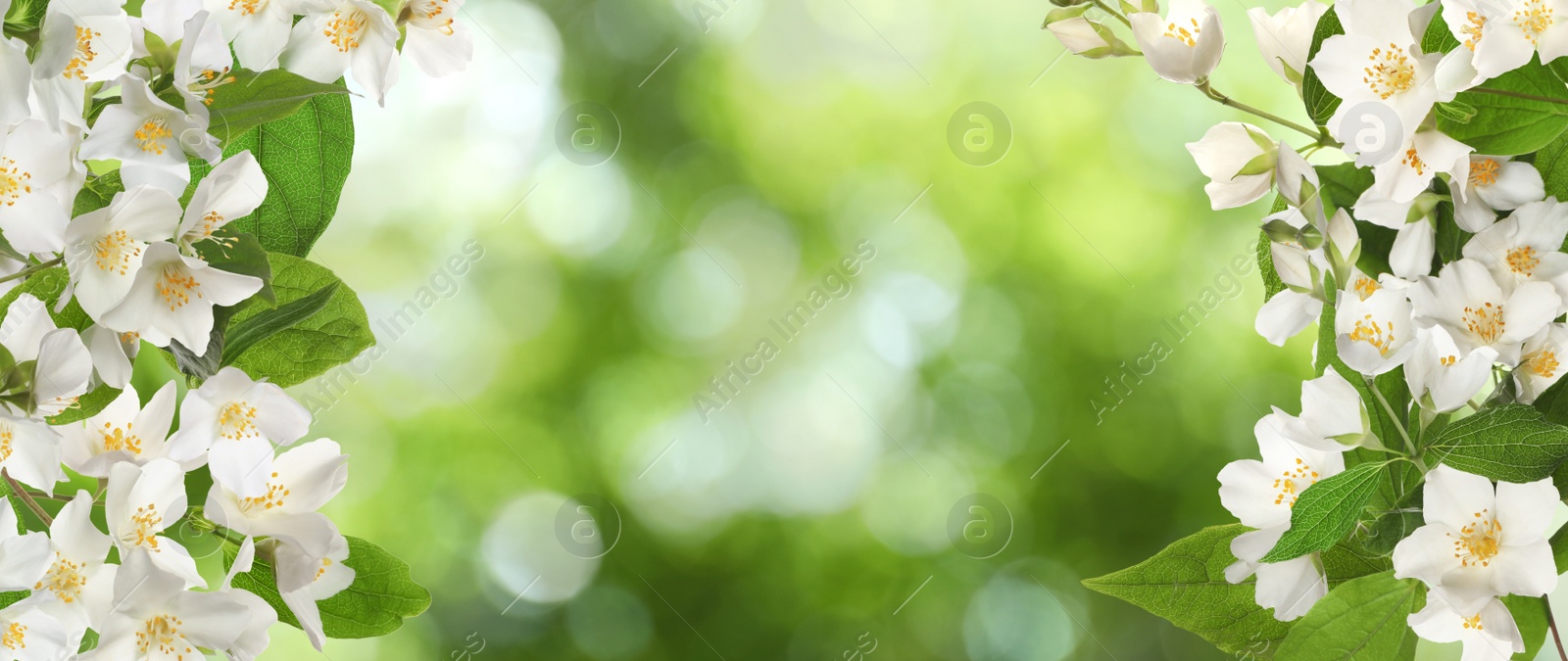 Beautiful white flowers of jasmine plant outdoors on sunny day, banner design. Bokeh effect Image of Beautiful white flowers of jasmine plant outdoors on sunny day, banner design. Bokeh effect
