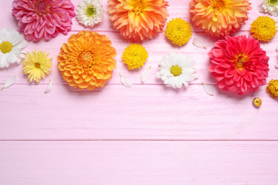 Flat lay composition with beautiful dahlia flowers and space for design on pink wooden background Photo of Flat lay composition with beautiful dahlia flowers and space for design on pink wooden background