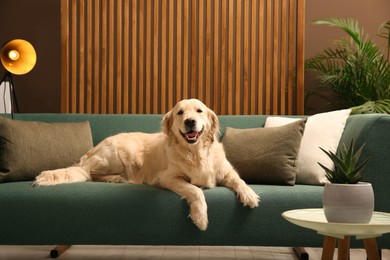 Modern living room interior. Cute Golden Labrador Retriever on couch Photo of Modern living room interior. Cute Golden Labrador Retriever on couch