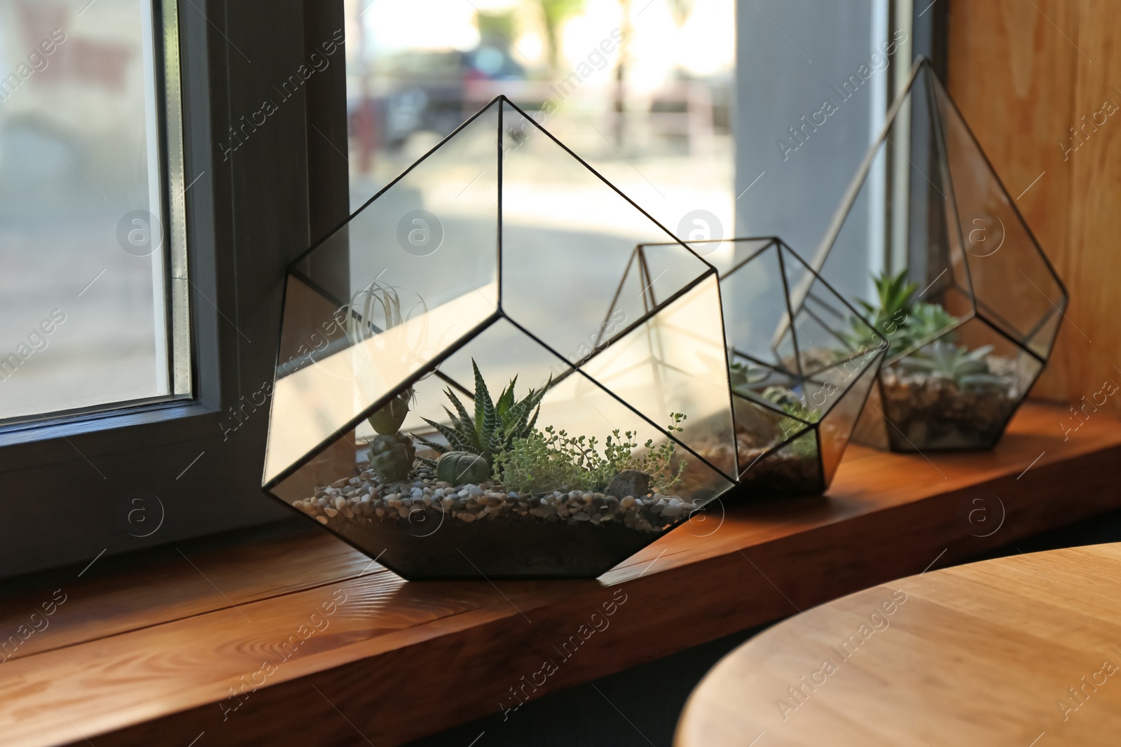 Florariums with succulents on wooden windowsill Photo of Florariums with succulents on wooden windowsill