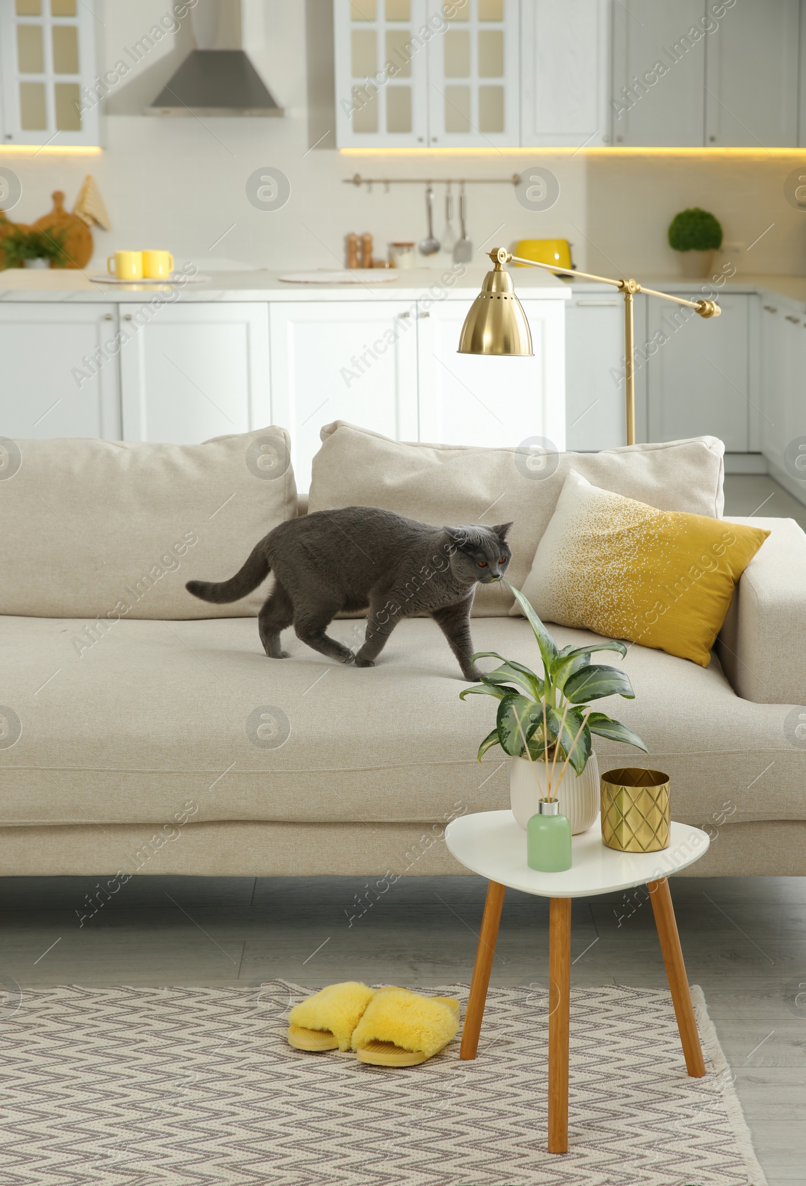 Modern living room interior. Adorable grey British Shorthair cat on couch Photo of Modern living room interior. Adorable grey British Shorthair cat on couch