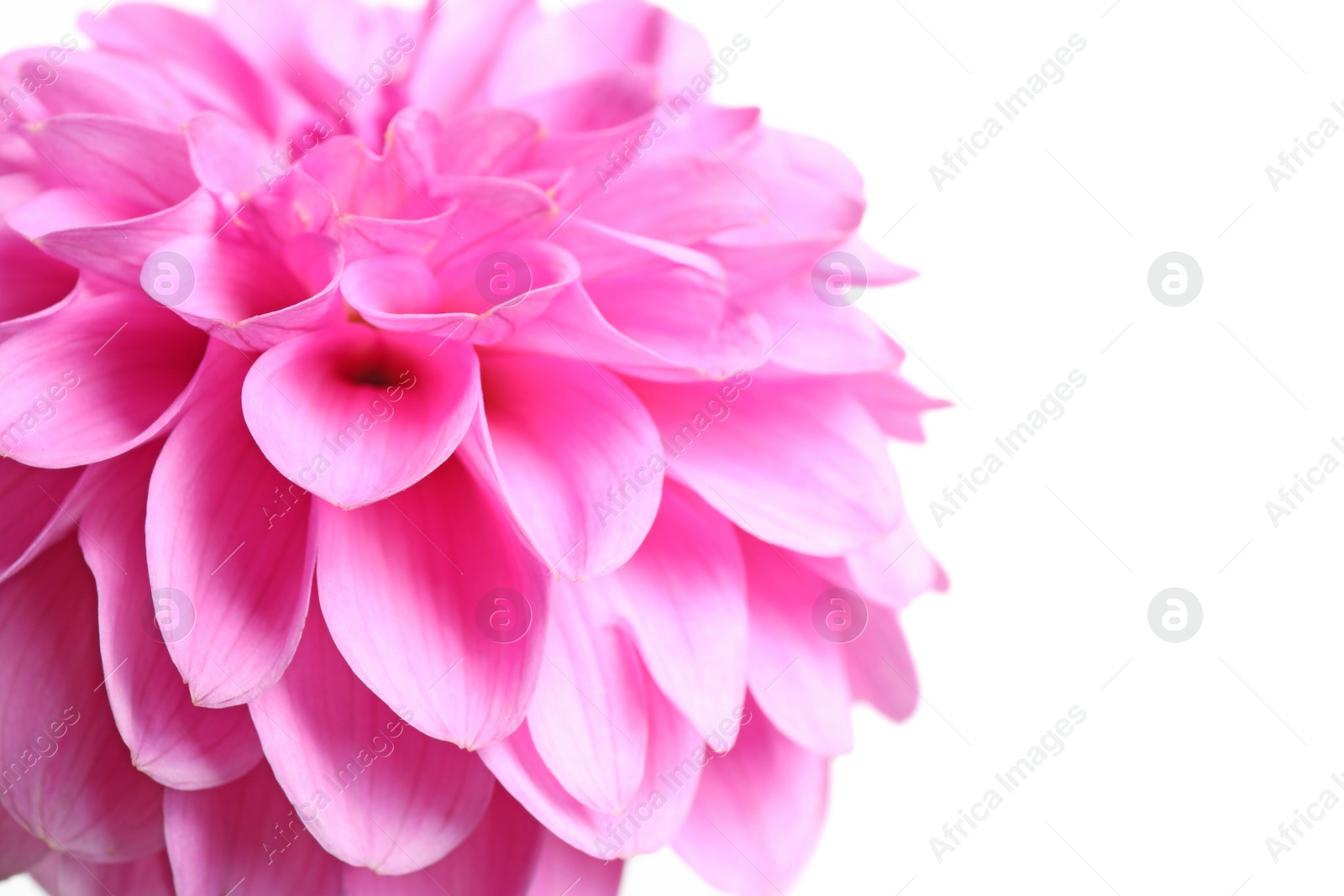 Beautiful pink dahlia flower on white background, closeup view Photo of Beautiful pink dahlia flower on white background, closeup view