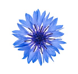 Beautiful light blue cornflower plant isolated on white Photo of Beautiful light blue cornflower plant isolated on white