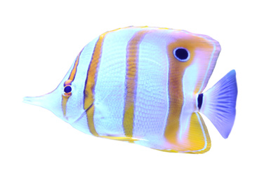 Beautiful copper banded butterfly fish on white background Image of Beautiful copper banded butterfly fish on white background