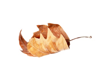 Dry leaf isolated on white. Autumn season Photo of Dry leaf isolated on white. Autumn season