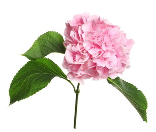 Branch of hortensia plant with delicate flowers on white background Photo of Branch of hortensia plant with delicate flowers on white background