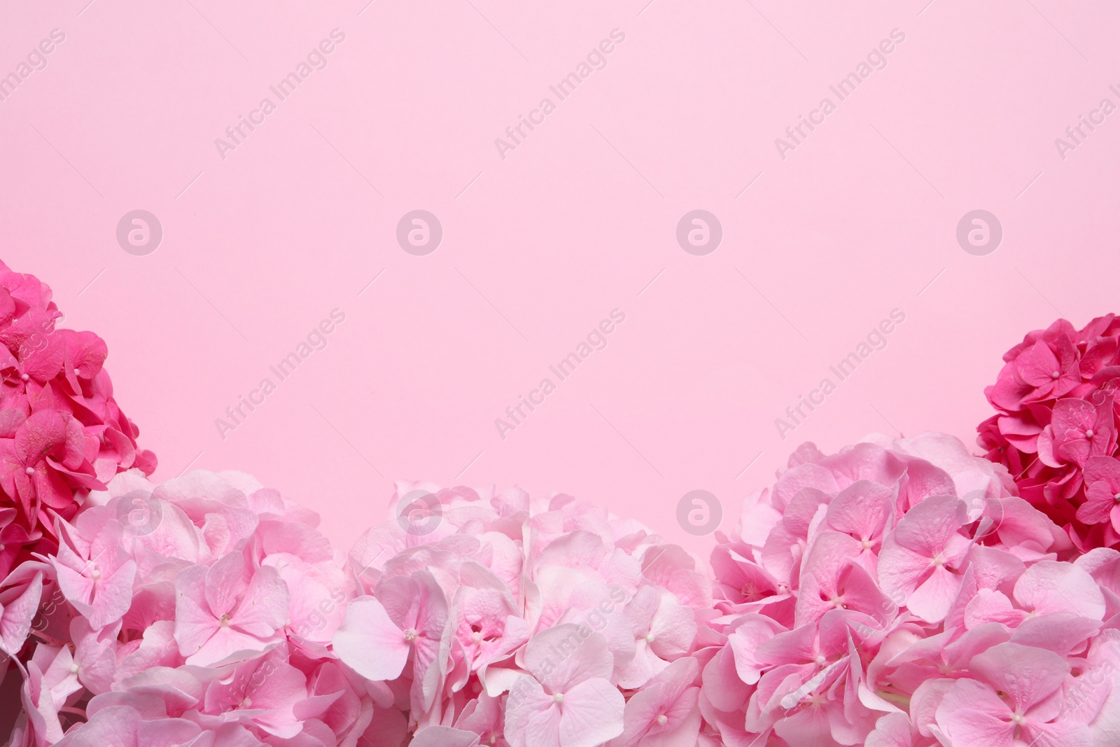 Beautiful hortensia flowers on pink background, flat lay. Space for text Photo of Beautiful hortensia flowers on pink background, flat lay. Space for text