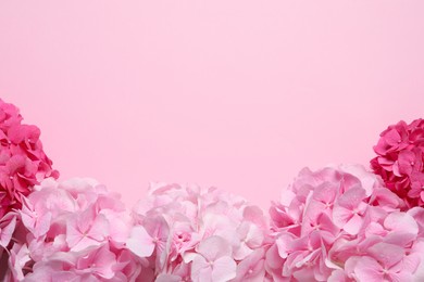 Beautiful hortensia flowers on pink background, flat lay. Space for text Photo of Beautiful hortensia flowers on pink background, flat lay. Space for text