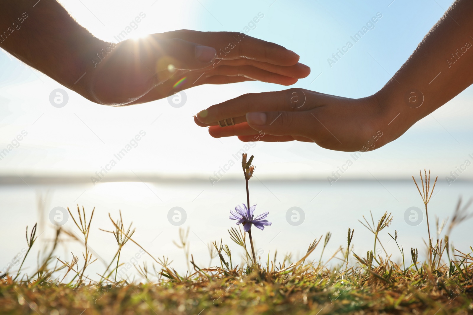 Couple holding hands over blooming flower outdoors, closeup. Nature healing power Photo of Couple holding hands over blooming flower outdoors, closeup. Nature healing power