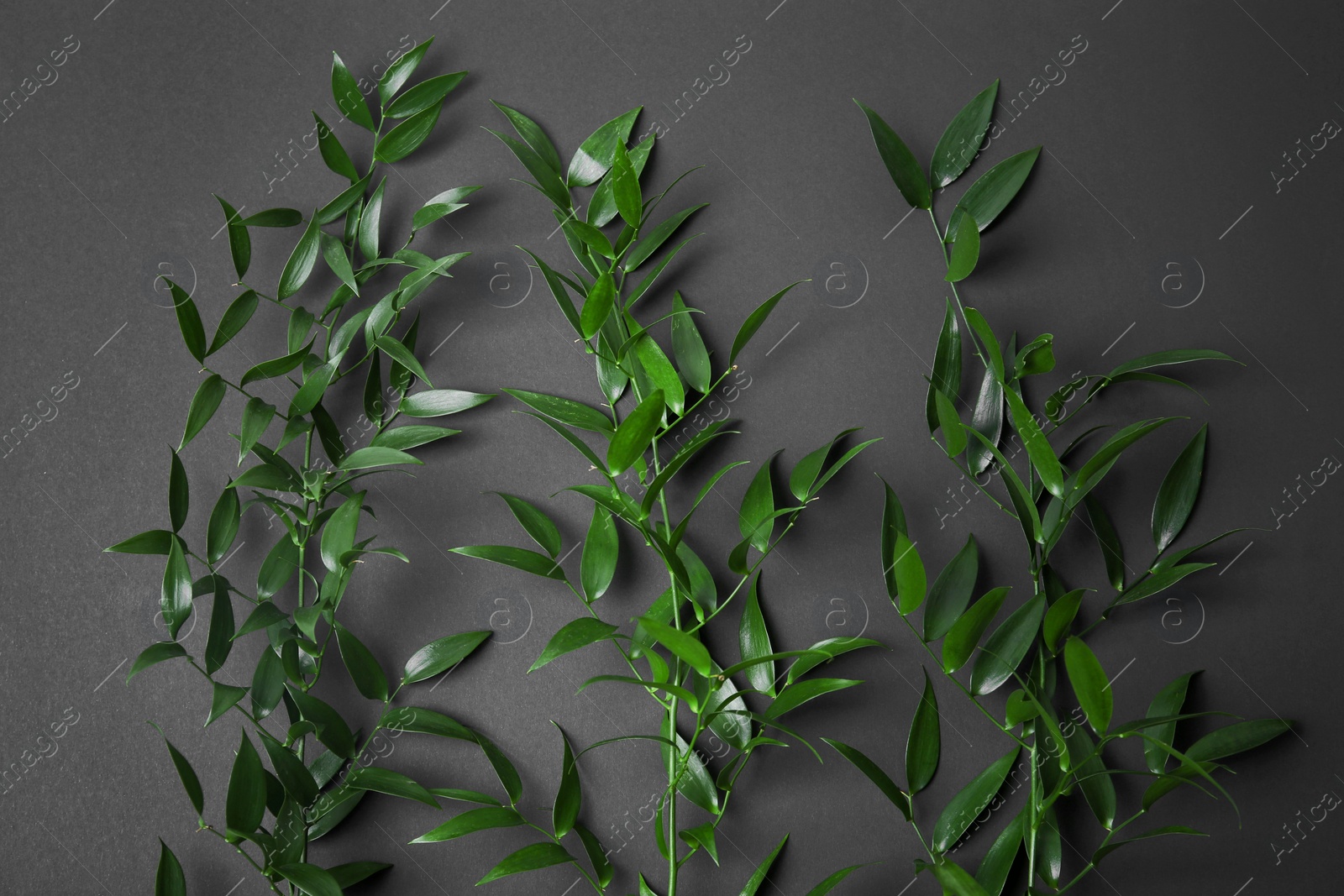 Branches with green leaves on dark background Photo of Branches with green leaves on dark background