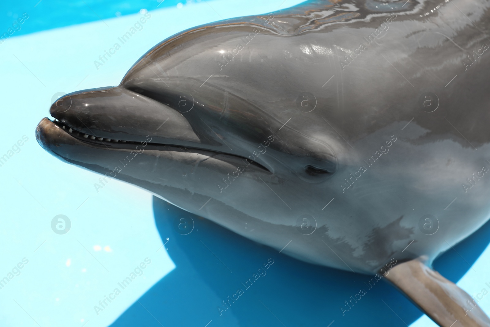 Cute grey dolphin at poolside on sunny day, closeup Photo of Cute grey dolphin at poolside on sunny day, closeup