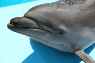 Cute grey dolphin at poolside on sunny day, closeup Photo of Cute grey dolphin at poolside on sunny day, closeup