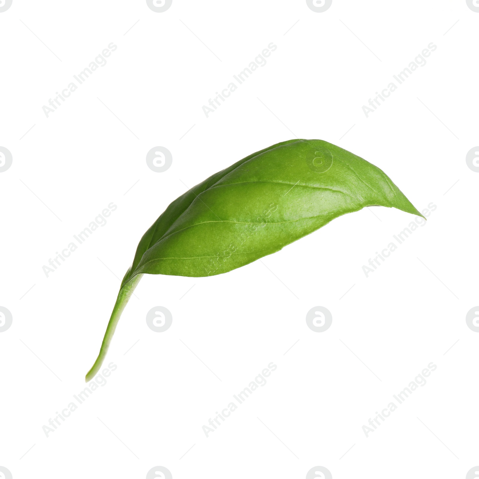 Fresh green basil leaf isolated on white Photo of Fresh green basil leaf isolated on white