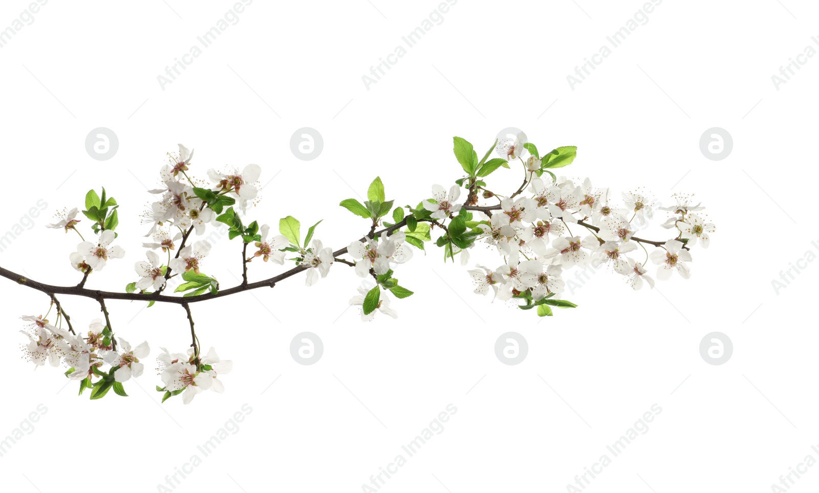 Cherry tree branch with beautiful blossoms isolated on white Photo of Cherry tree branch with beautiful blossoms isolated on white