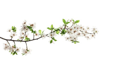 Cherry tree branch with beautiful blossoms isolated on white Photo of Cherry tree branch with beautiful blossoms isolated on white