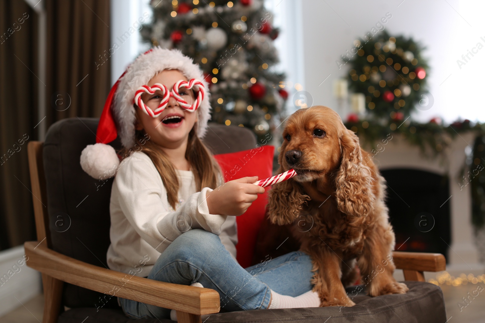 Cute little girl in Santa hat feeding English Cocker Spaniel with candy cane at home. Christmas celebration Photo of Cute little girl in Santa hat feeding English Cocker Spaniel with candy cane at home. Christmas celebration