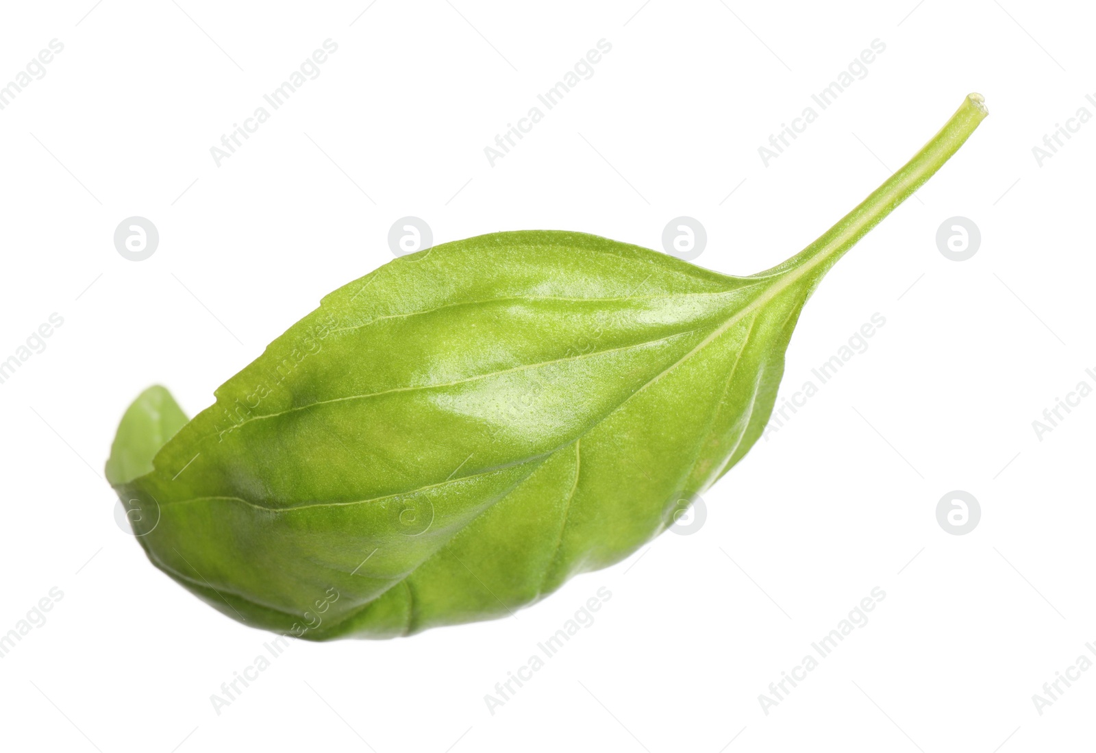 Fresh green basil leaf isolated on white Photo of Fresh green basil leaf isolated on white