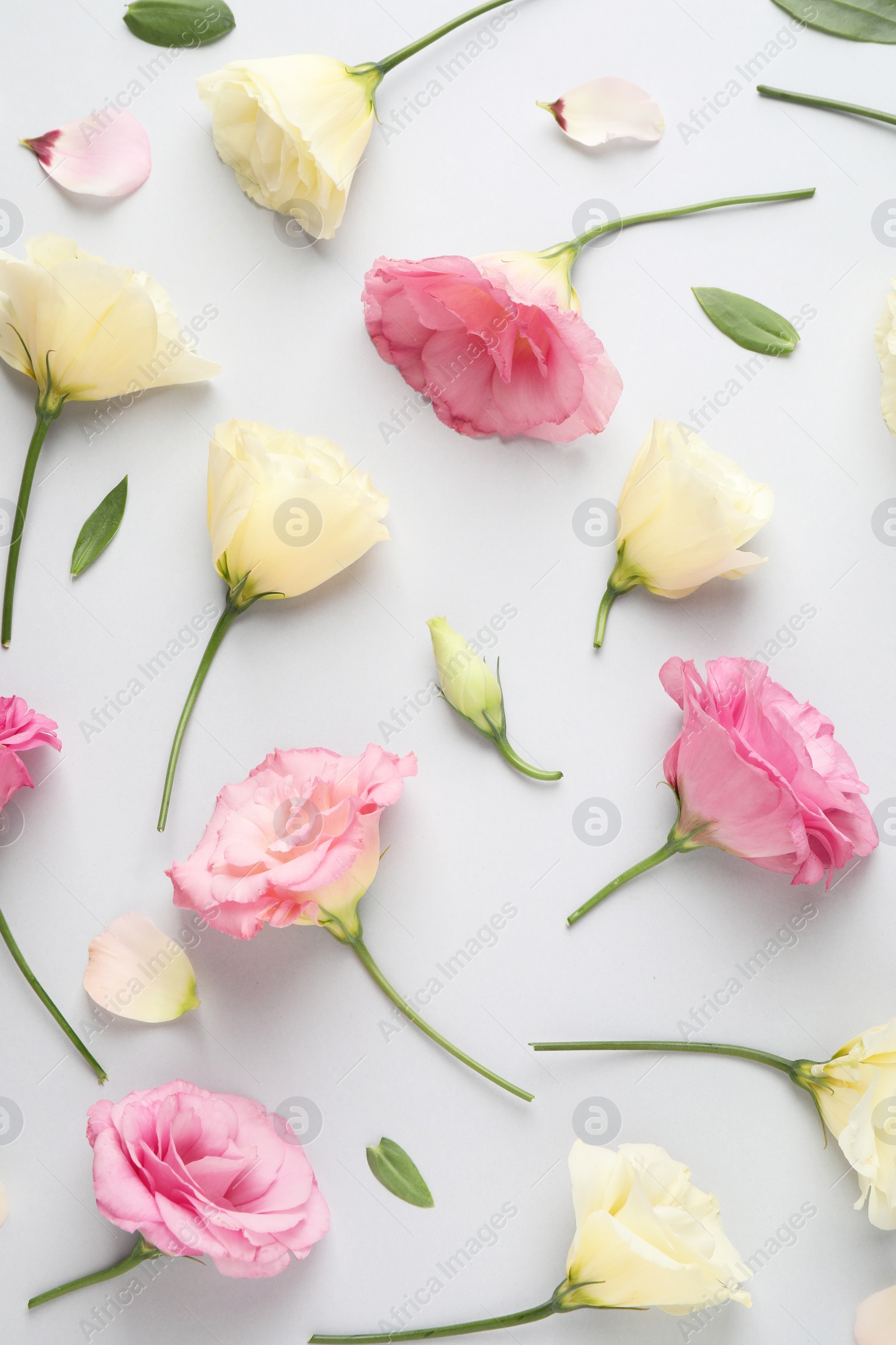 Photo of Beautiful Eustoma flowers on grey background, flat lay