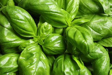 Photo of Fresh basil leaves as background, top view