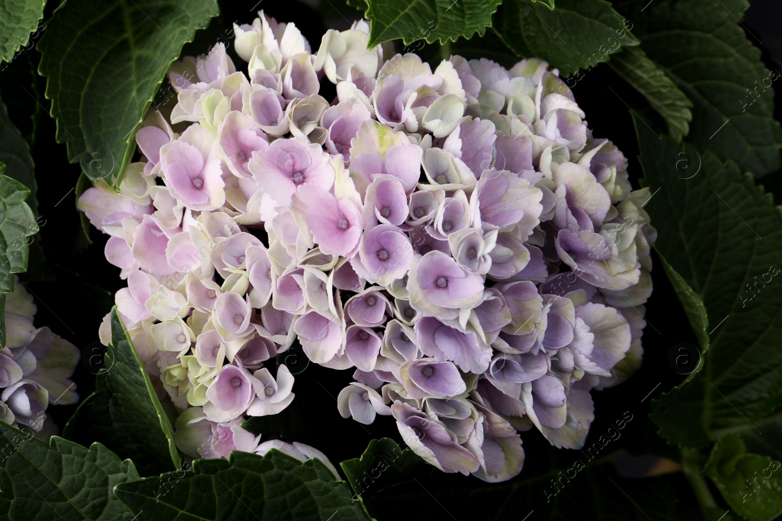 Beautiful hortensia plant with light flowers, closeup Photo of Beautiful hortensia plant with light flowers, closeup