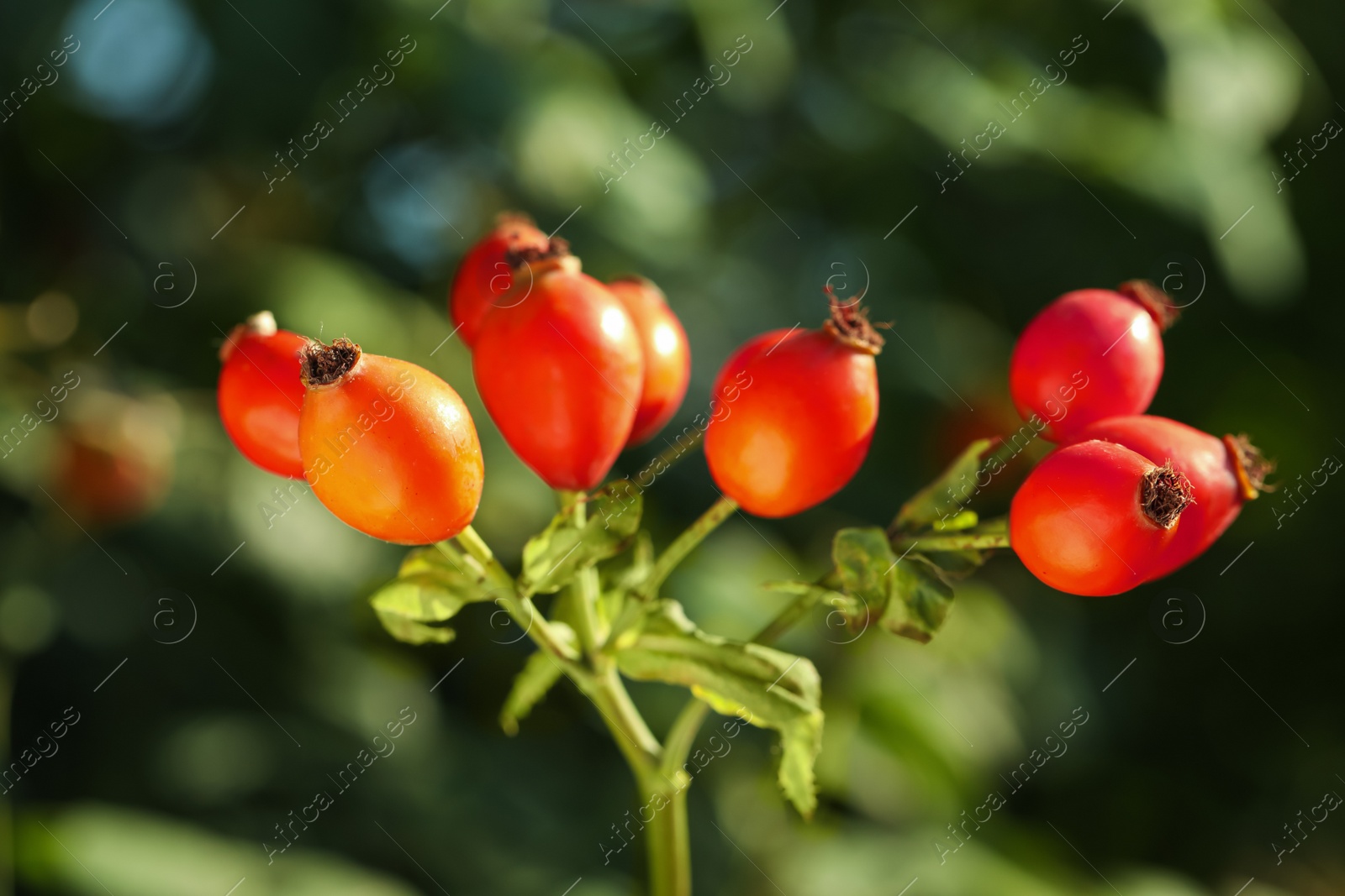 Ripe rose hip berries outdoors on sunny day, closeup Photo of Ripe rose hip berries outdoors on sunny day, closeup