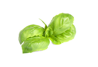 Fresh green basil leaves isolated on white Photo of Fresh green basil leaves isolated on white