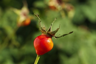 Ripe rose hip berry outdoors on sunny day, closeup Photo of Ripe rose hip berry outdoors on sunny day, closeup