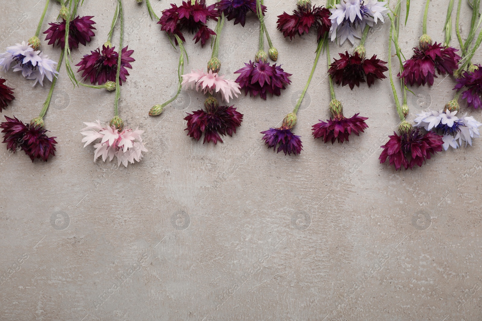 Beautiful colorful cornflowers on grey table, flat lay. Space for text Photo of Beautiful colorful cornflowers on grey table, flat lay. Space for text