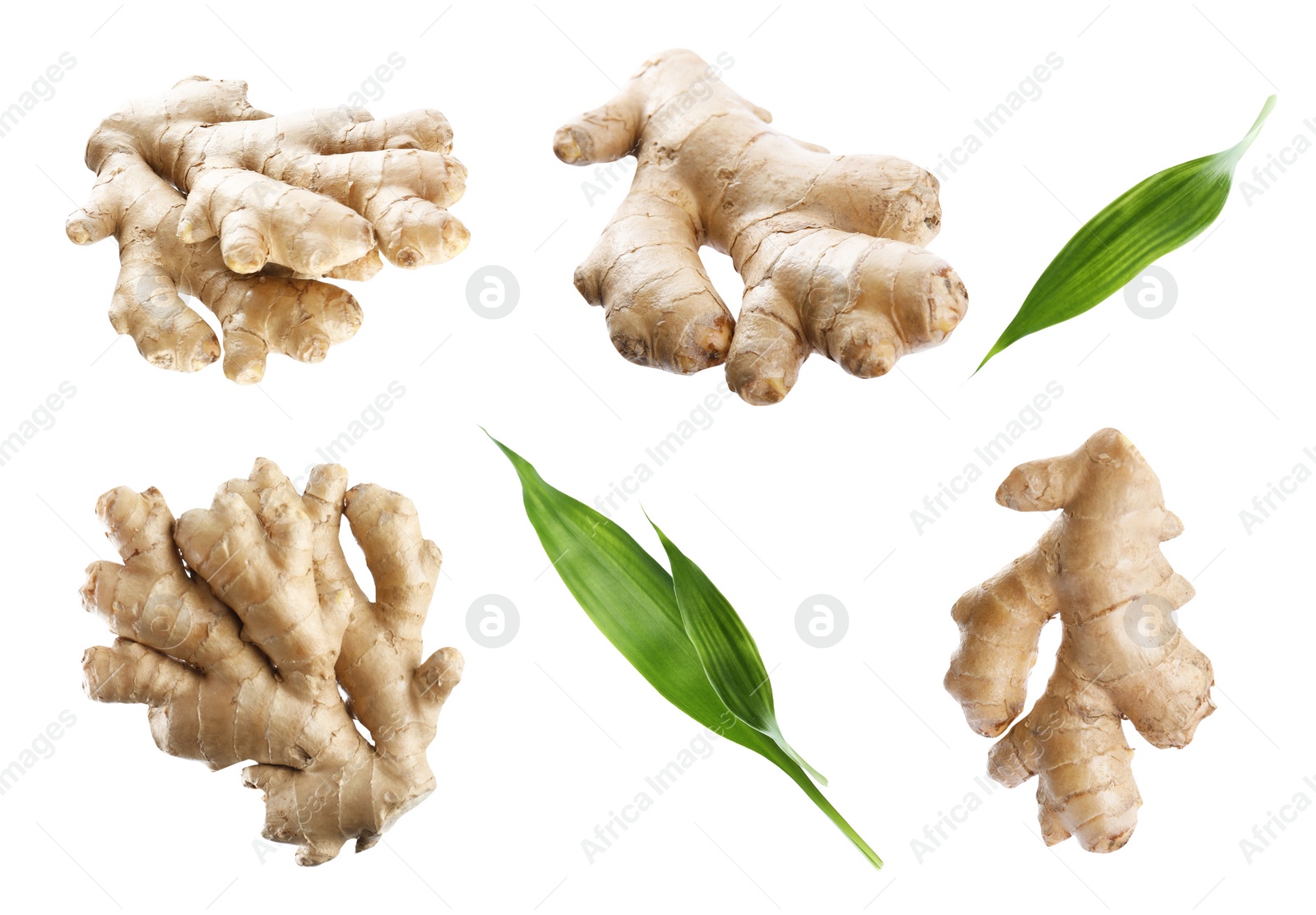 Set of fresh aromatic ginger with green leaves on white background Image of Set of fresh aromatic ginger with green leaves on white background