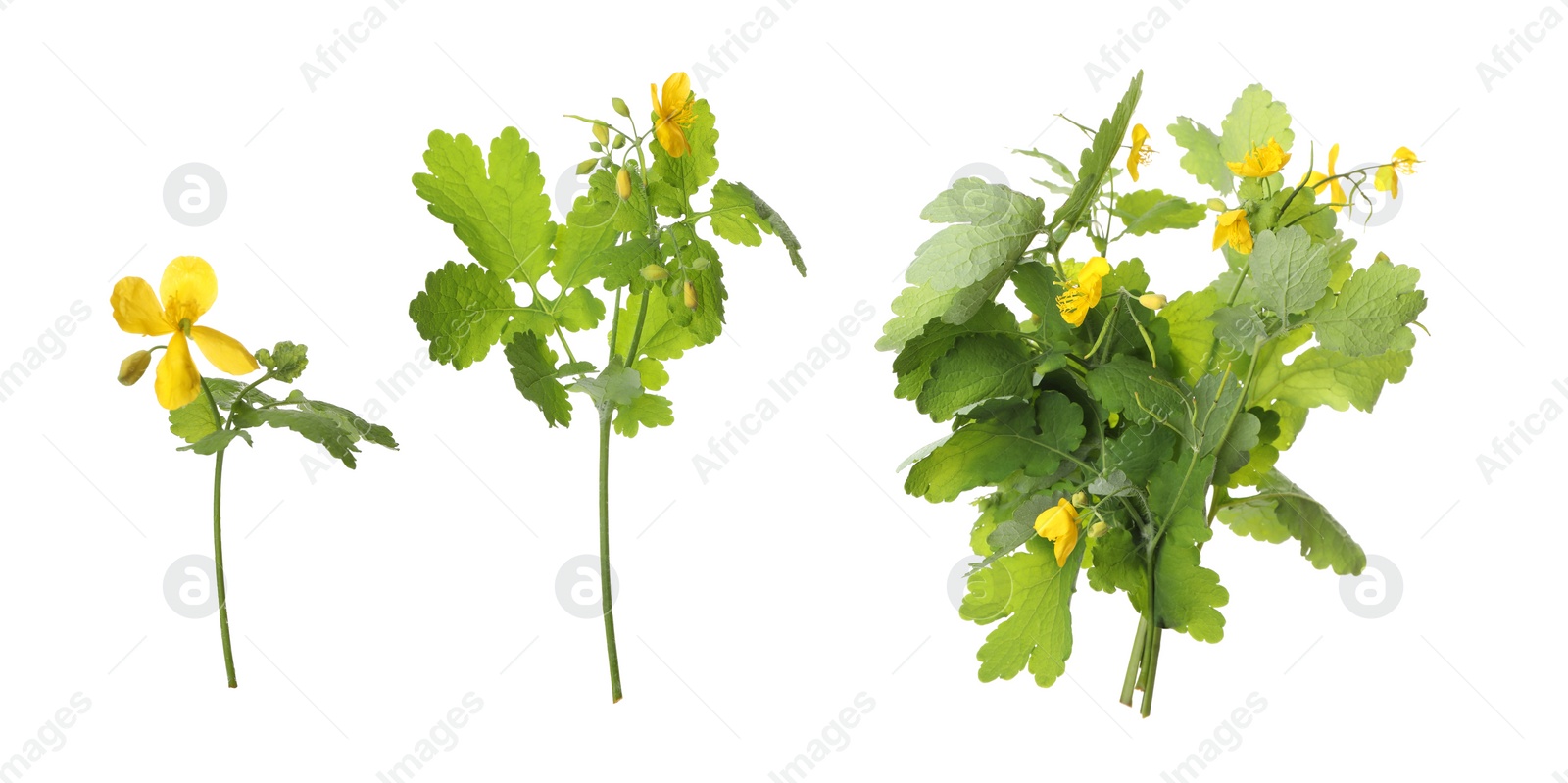 Celandine plants with yellow flowers and green leaves on white background, collage. Banner design Image of Celandine plants with yellow flowers and green leaves on white background, collage. Banner design