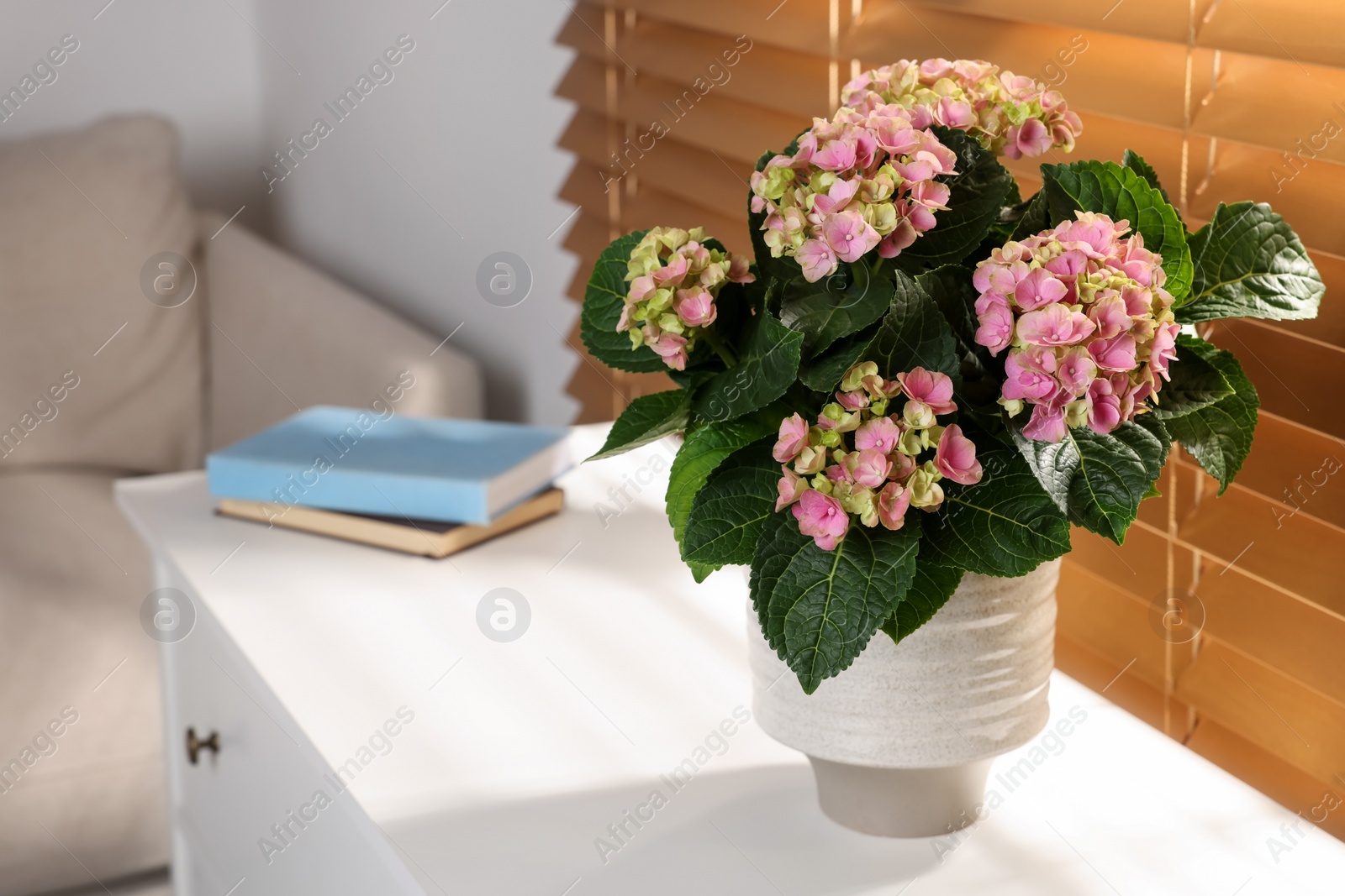 Beautiful pink hortensia flowers in vase on white table indoors. Space for text Photo of Beautiful pink hortensia flowers in vase on white table indoors. Space for text