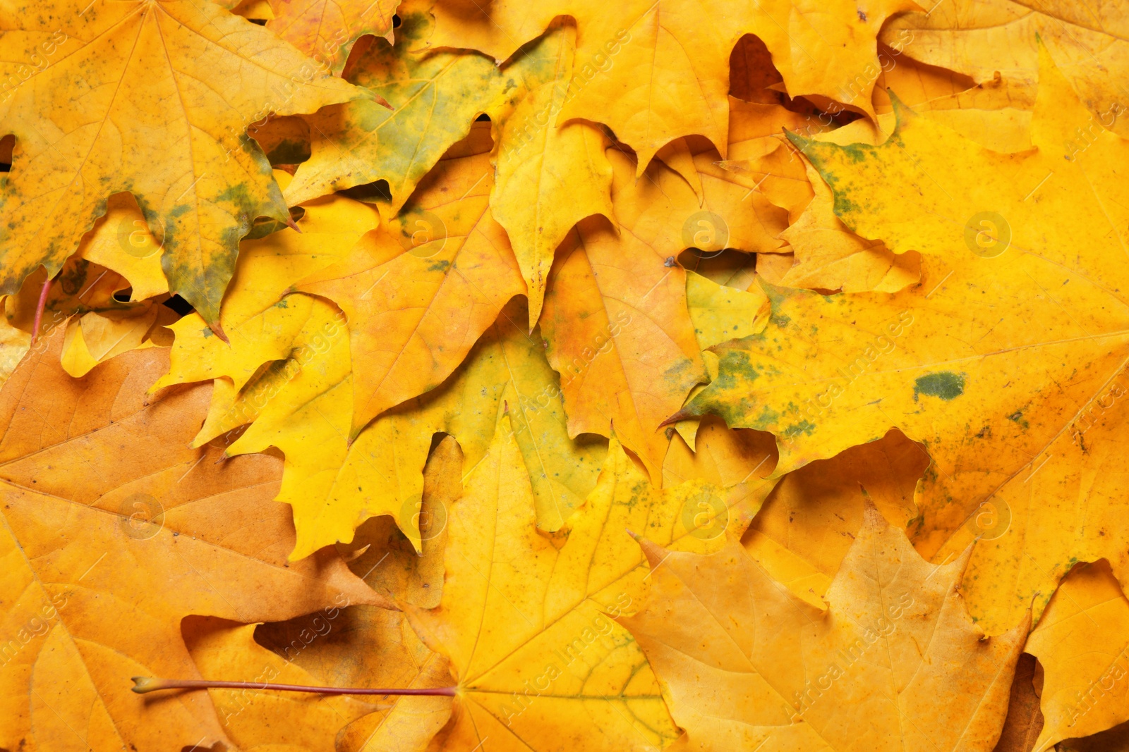 Photo of Beautiful golden autumn leaves as background, top view