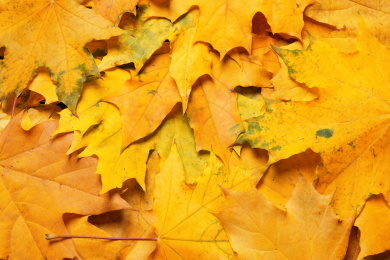 Photo of Beautiful golden autumn leaves as background, top view