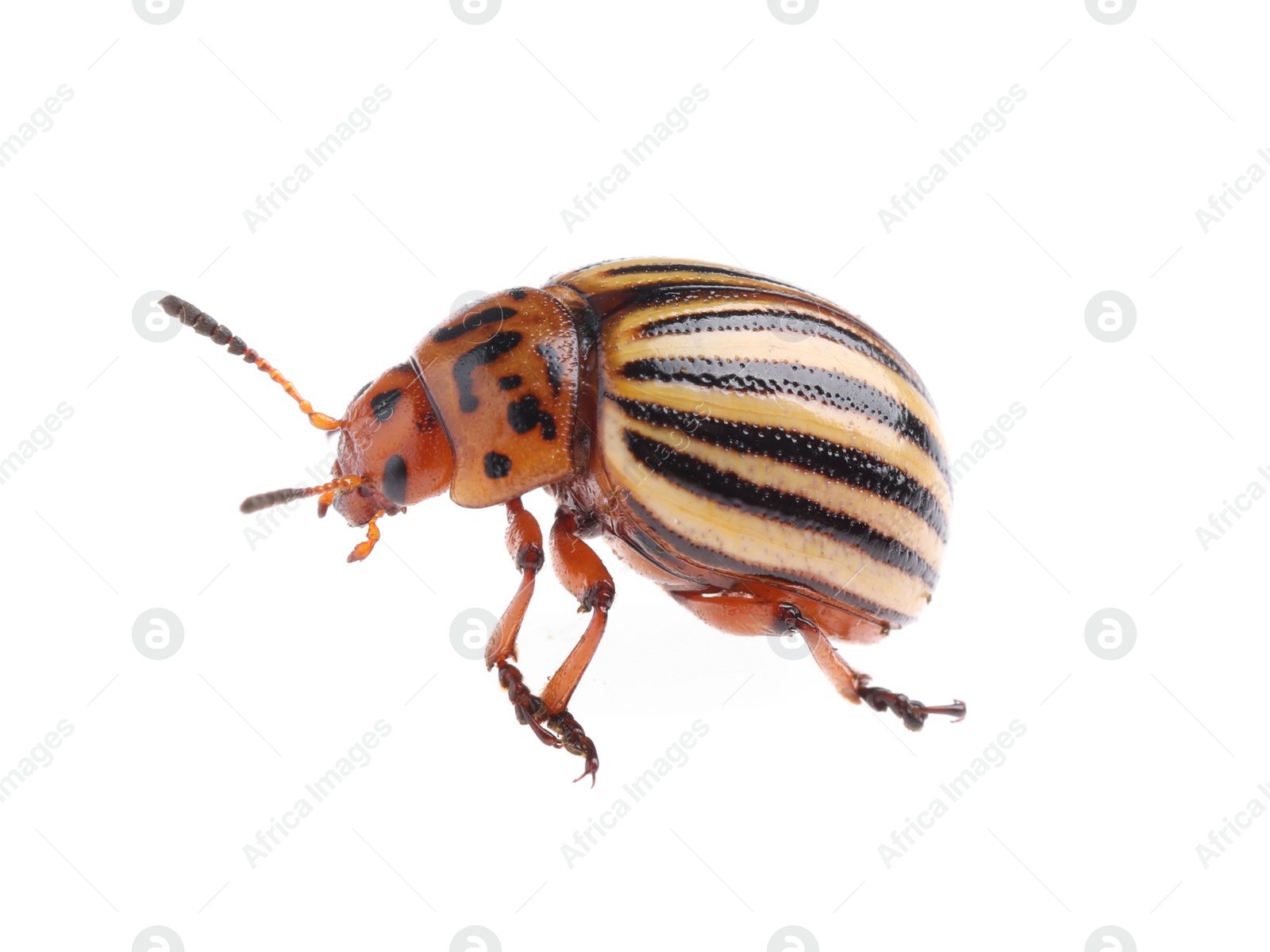 One colorado potato beetle isolated on white Photo of One colorado potato beetle isolated on white